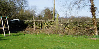 Hedge After being "Layed"