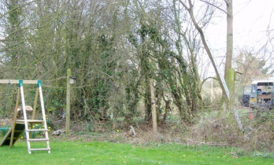 A hedge before laying