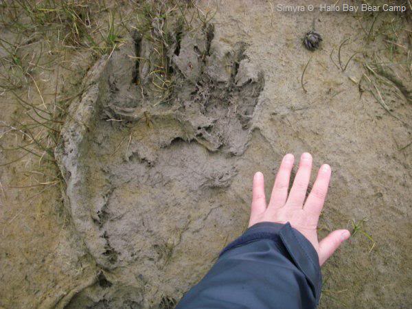 Bear Paw and Human Hand