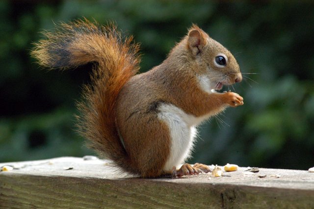 American Red Squirrel